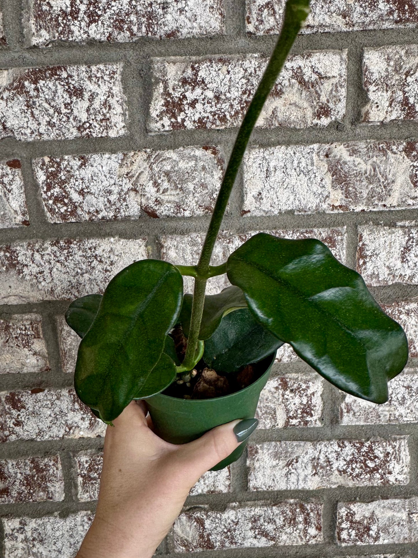 4” Hoya Globulosa