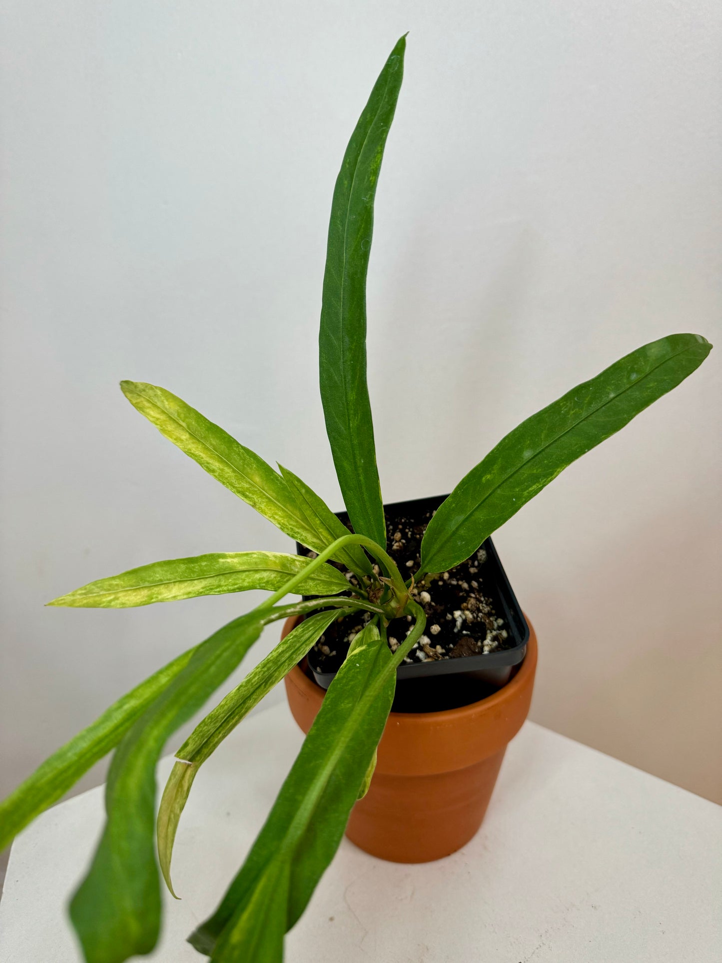 3" Anthurium Vittarifolium Variegated