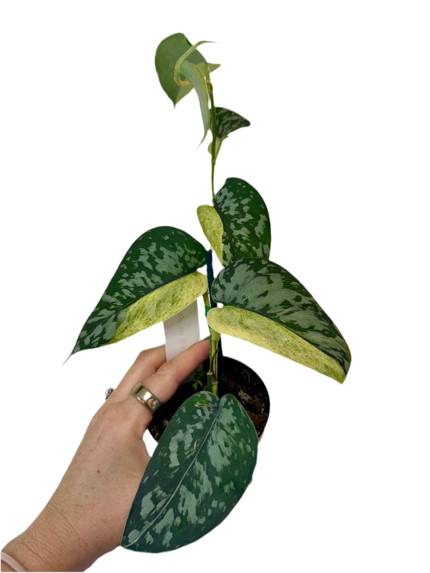 3” Scindapsus Maharlika