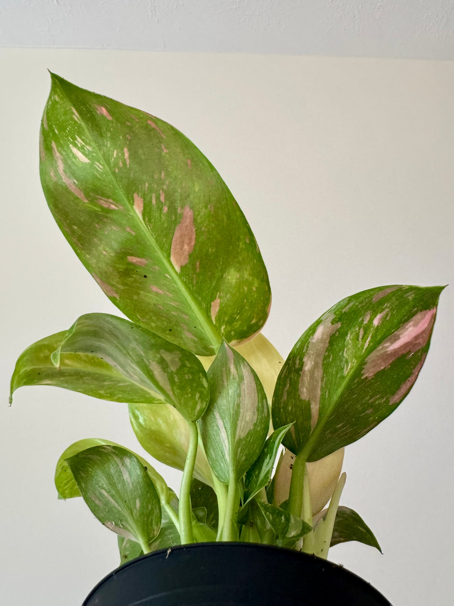 4” Philodendron Congo Nuclear Variegated
