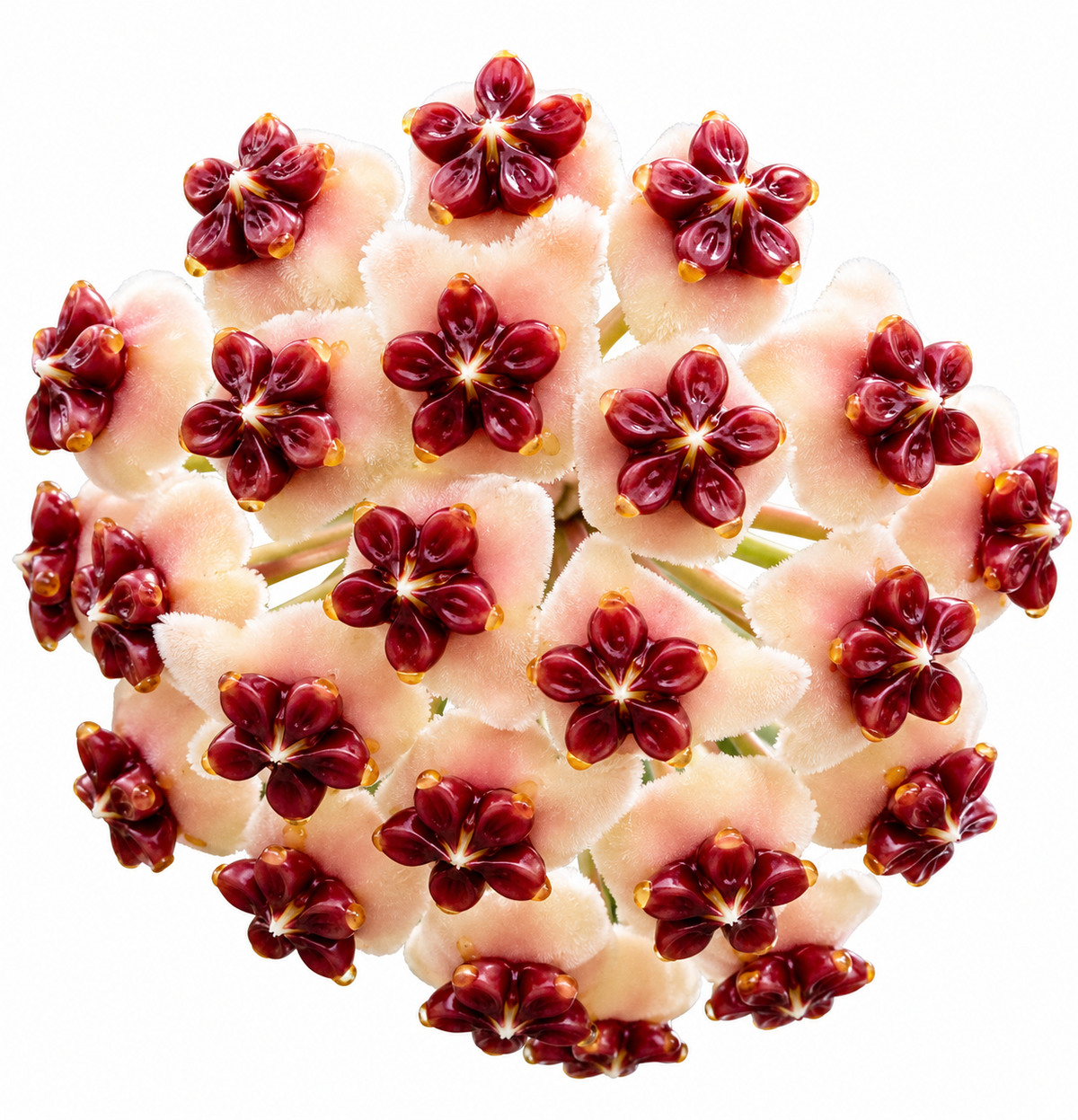 6” Hoya Kerrii Reverse (Inner) Variegated