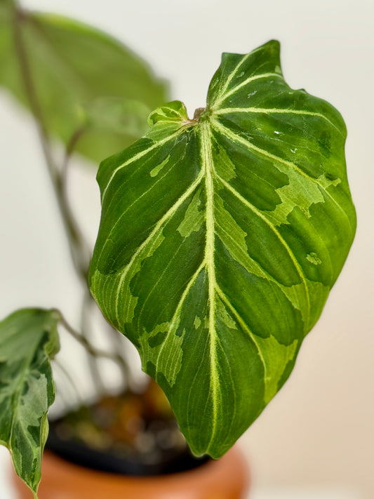 3" Philodendron Gloriosum 'Snow Leopard' Variegated