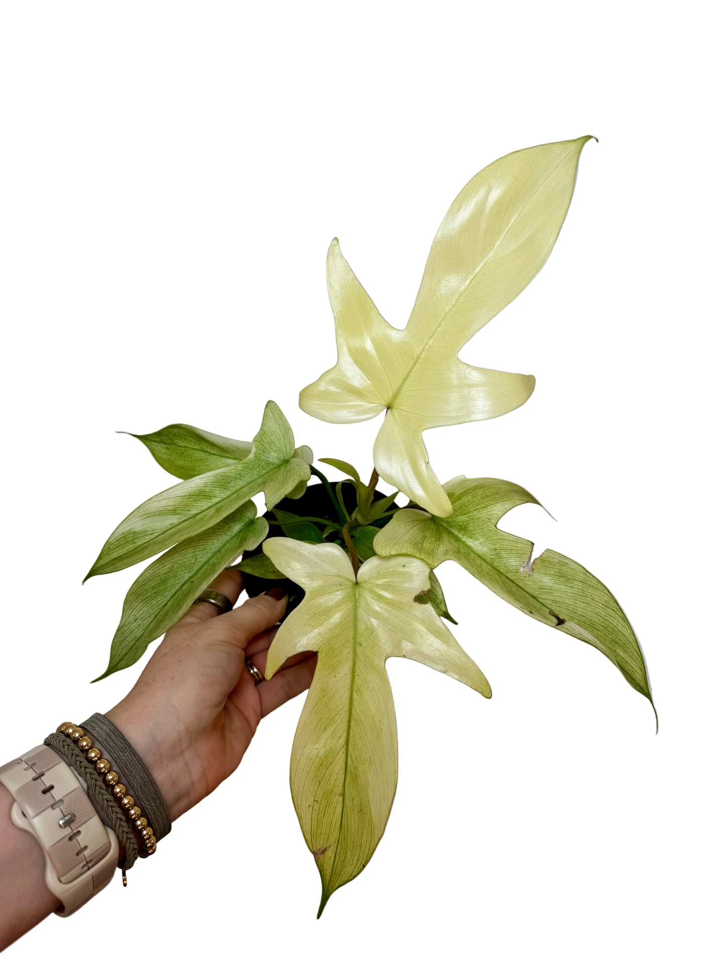 4" Philodendron Florida Ghost