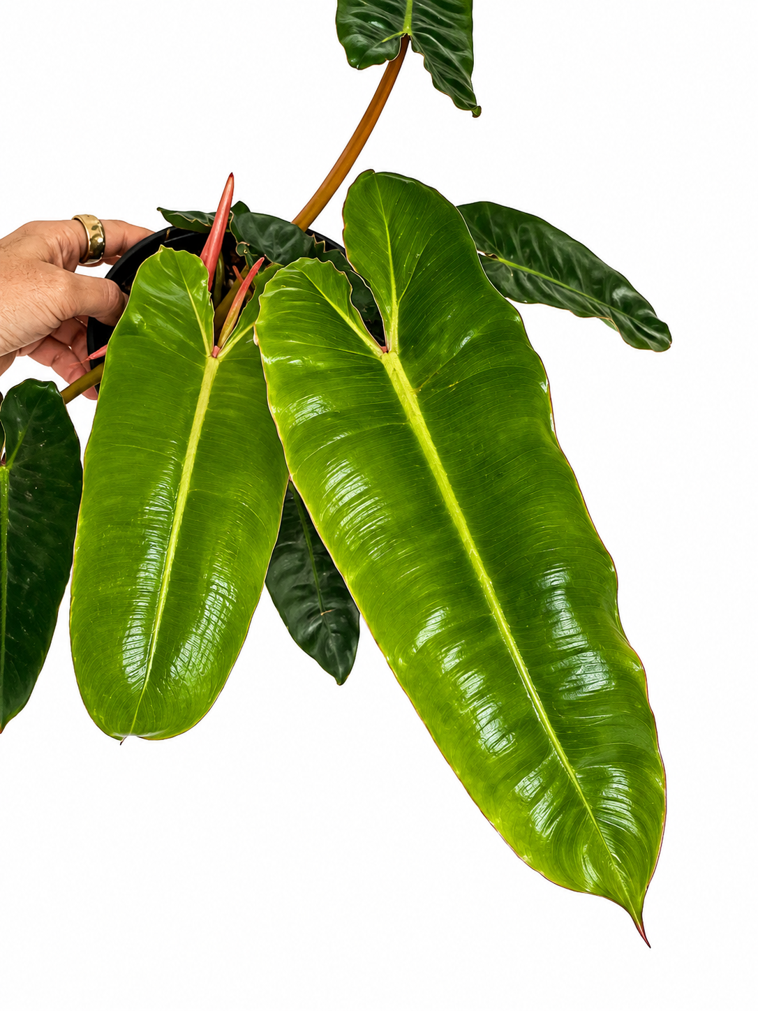 6" Philodendron Billietiae