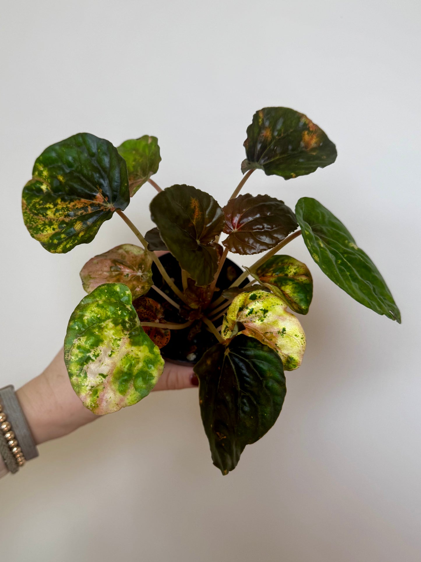 3" Peperomia Carnival