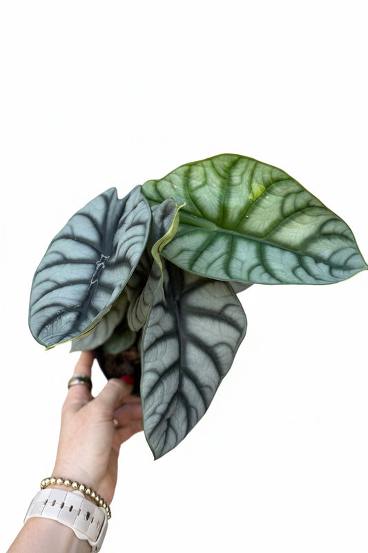 6” Alocasia Silver Dragon