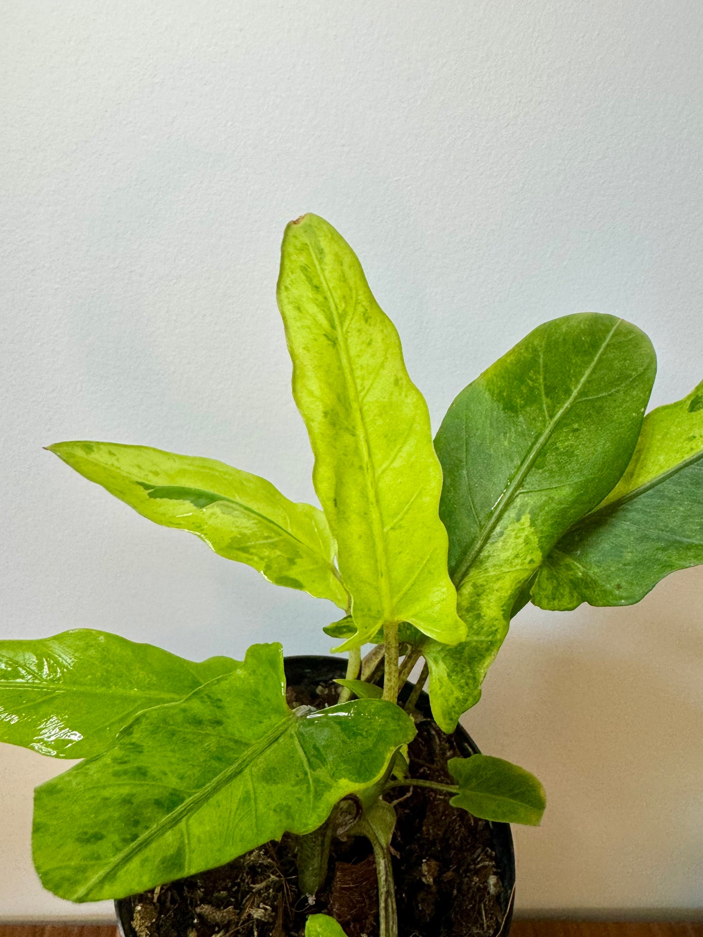 3" Alocasia Lauterbachiana Aurea