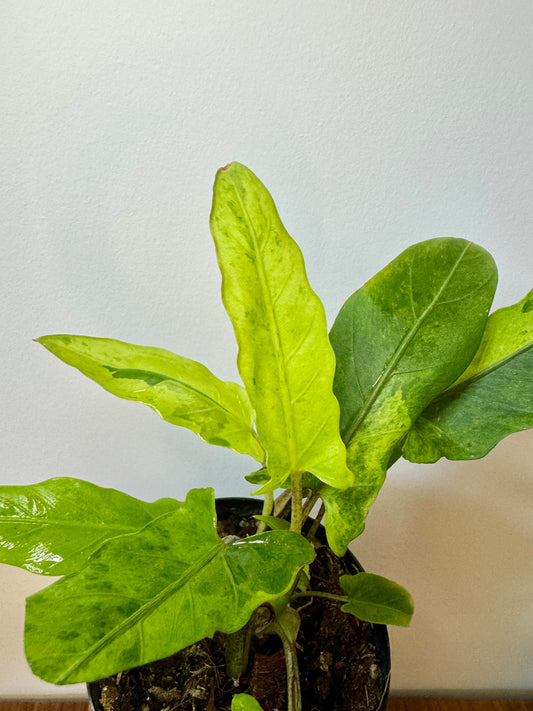 3" Alocasia Lauterbachiana Aurea