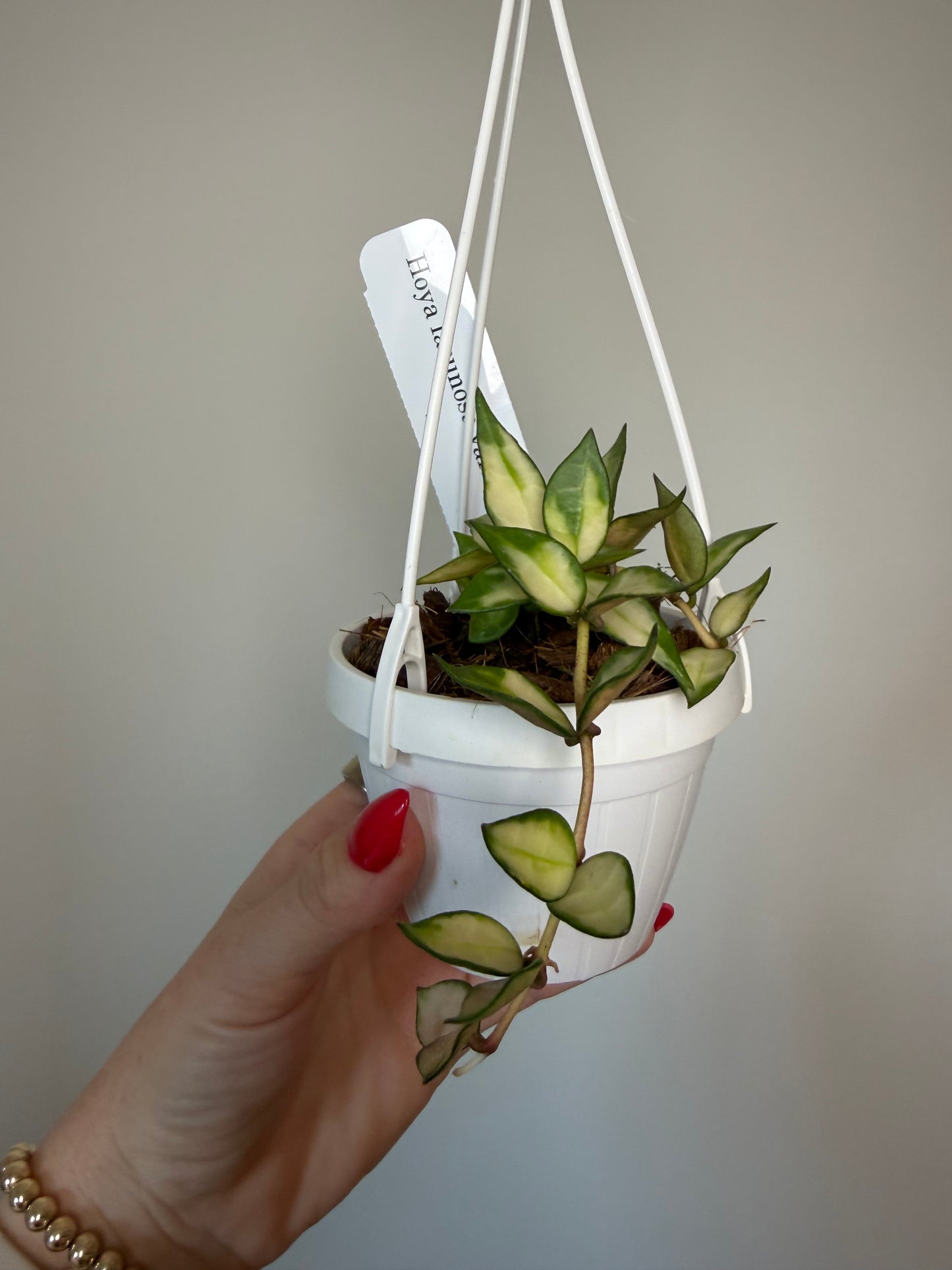 3” Hoya Lacunosa Variegated