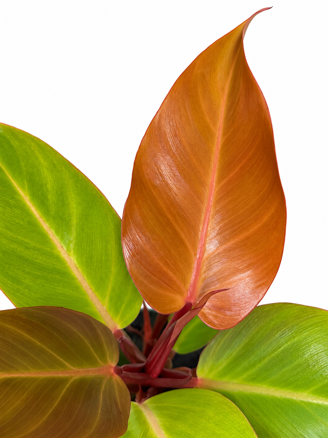 4" Philodendron McColley's Finale