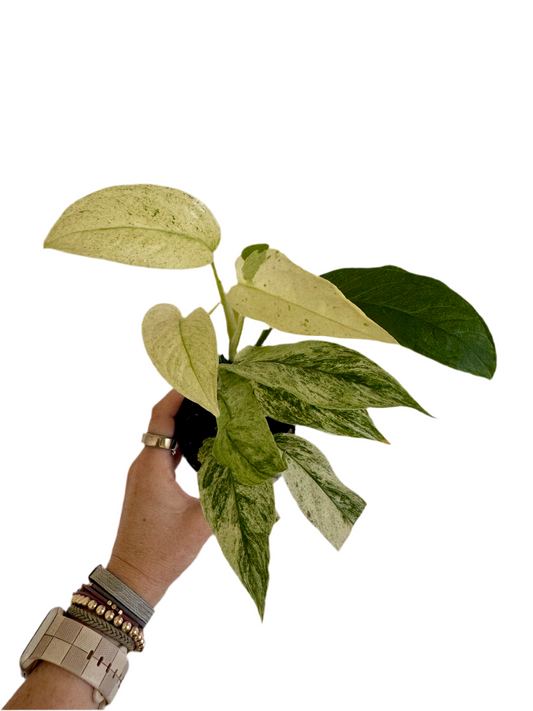 3" Monstera Laniata Variegated