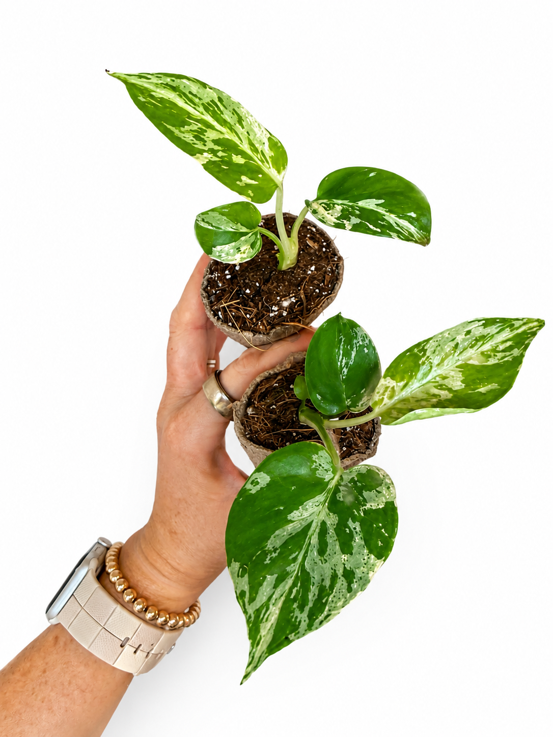 3” Monstera Bulbasaur