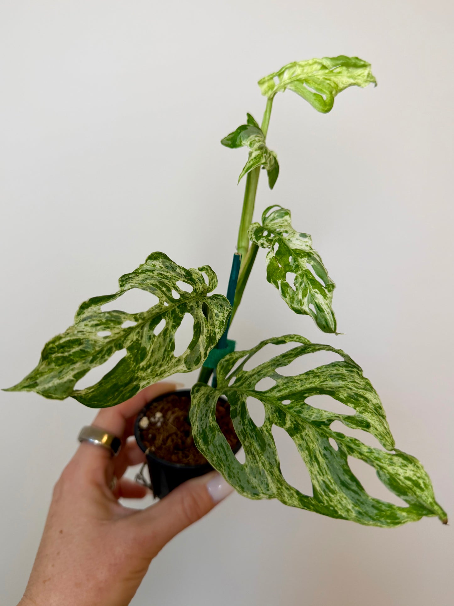 2” Monstera Adansonii Laniata Mottled
