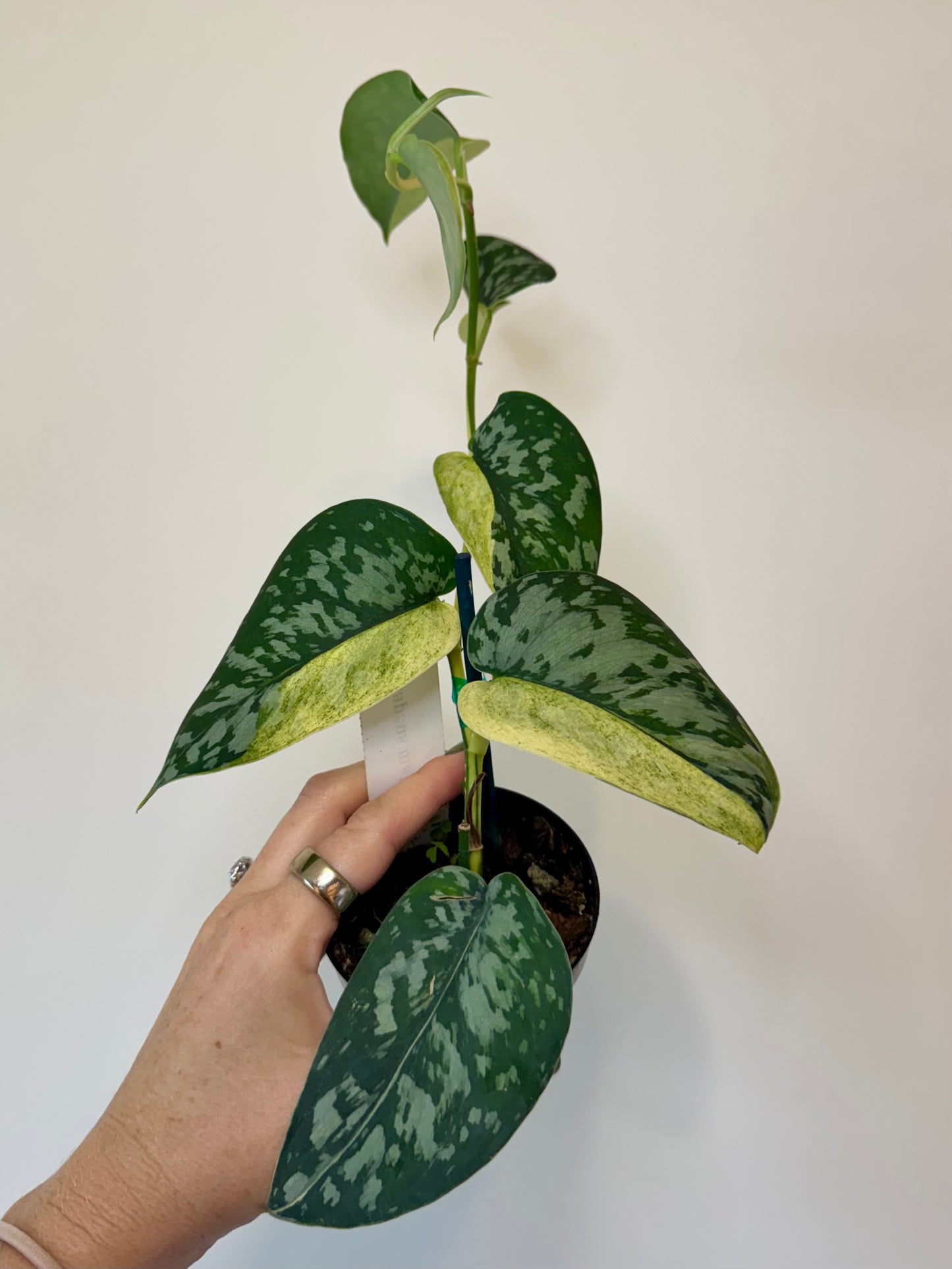 3” Scindapsus Maharlika