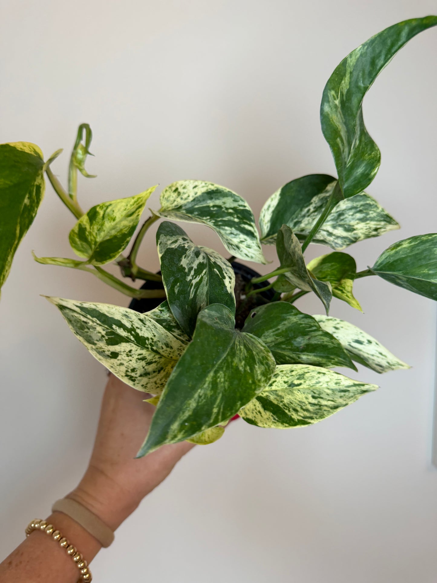 4.5" Marble Prince Pothos