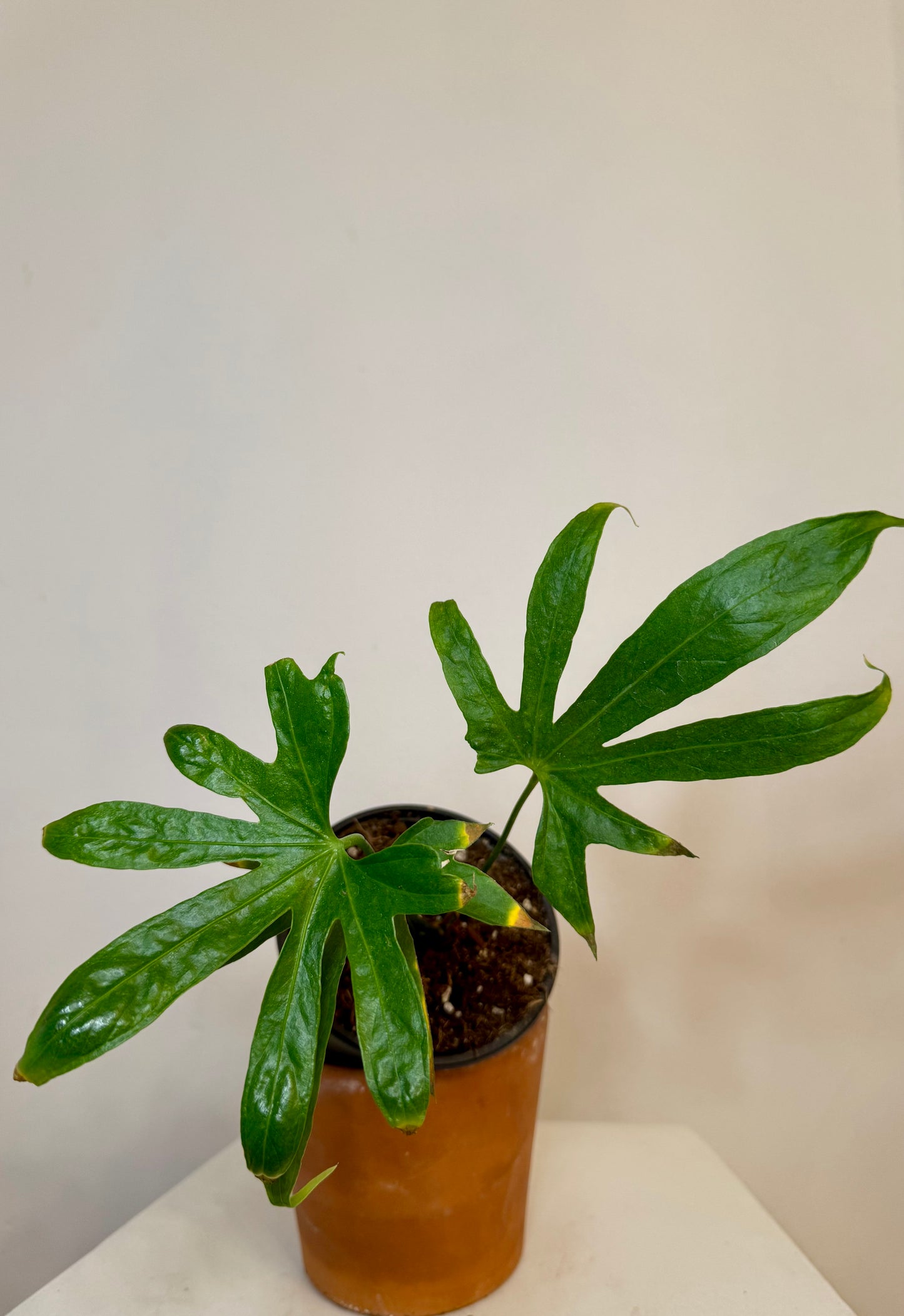 4" Anthurium Pedaforadiatum 'Fingers'