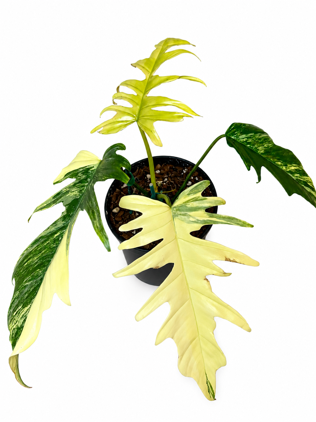 6" Philodendron Florida Beauty x Tortum