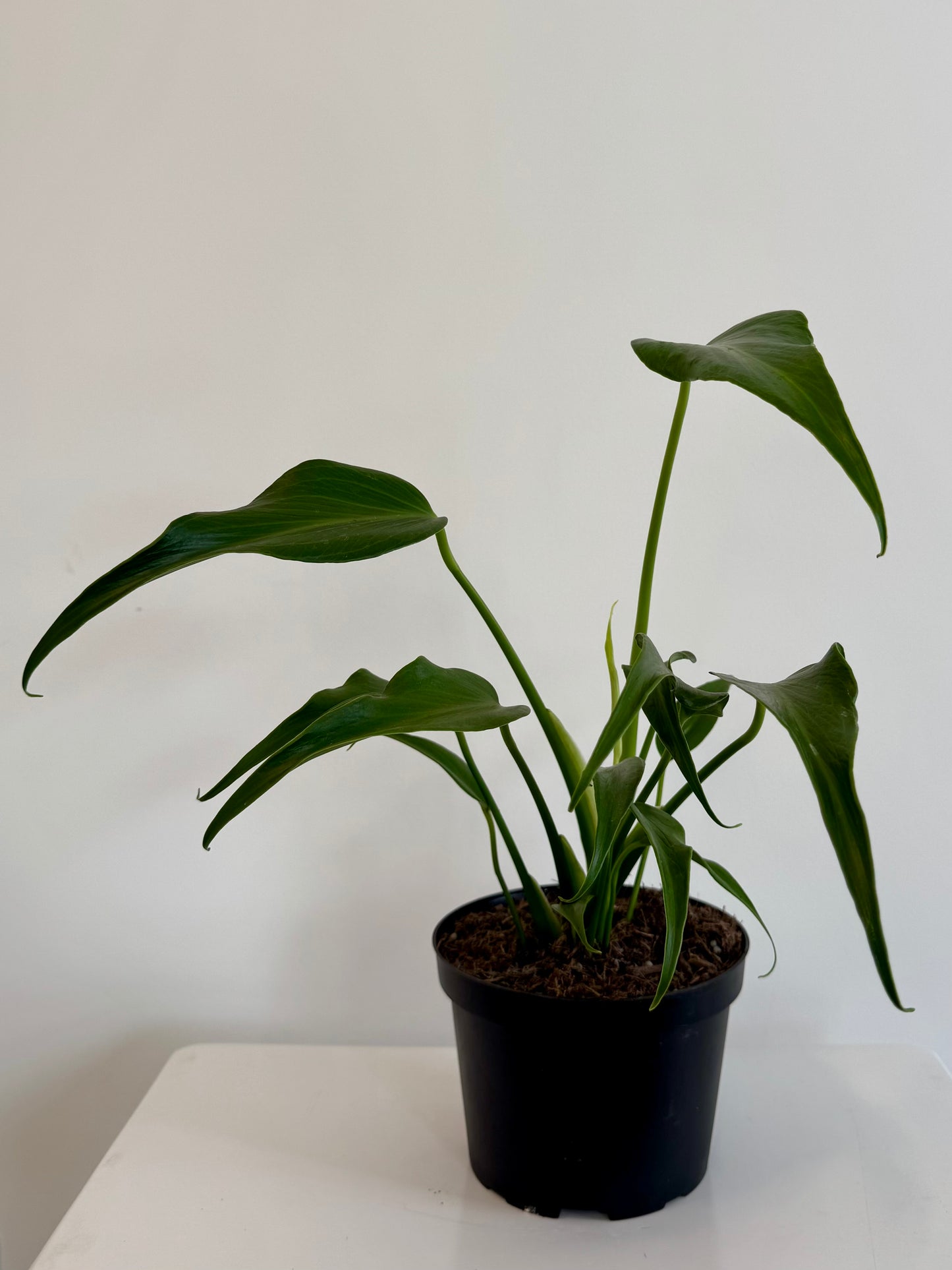 6" Monstera Burle Marx Flame