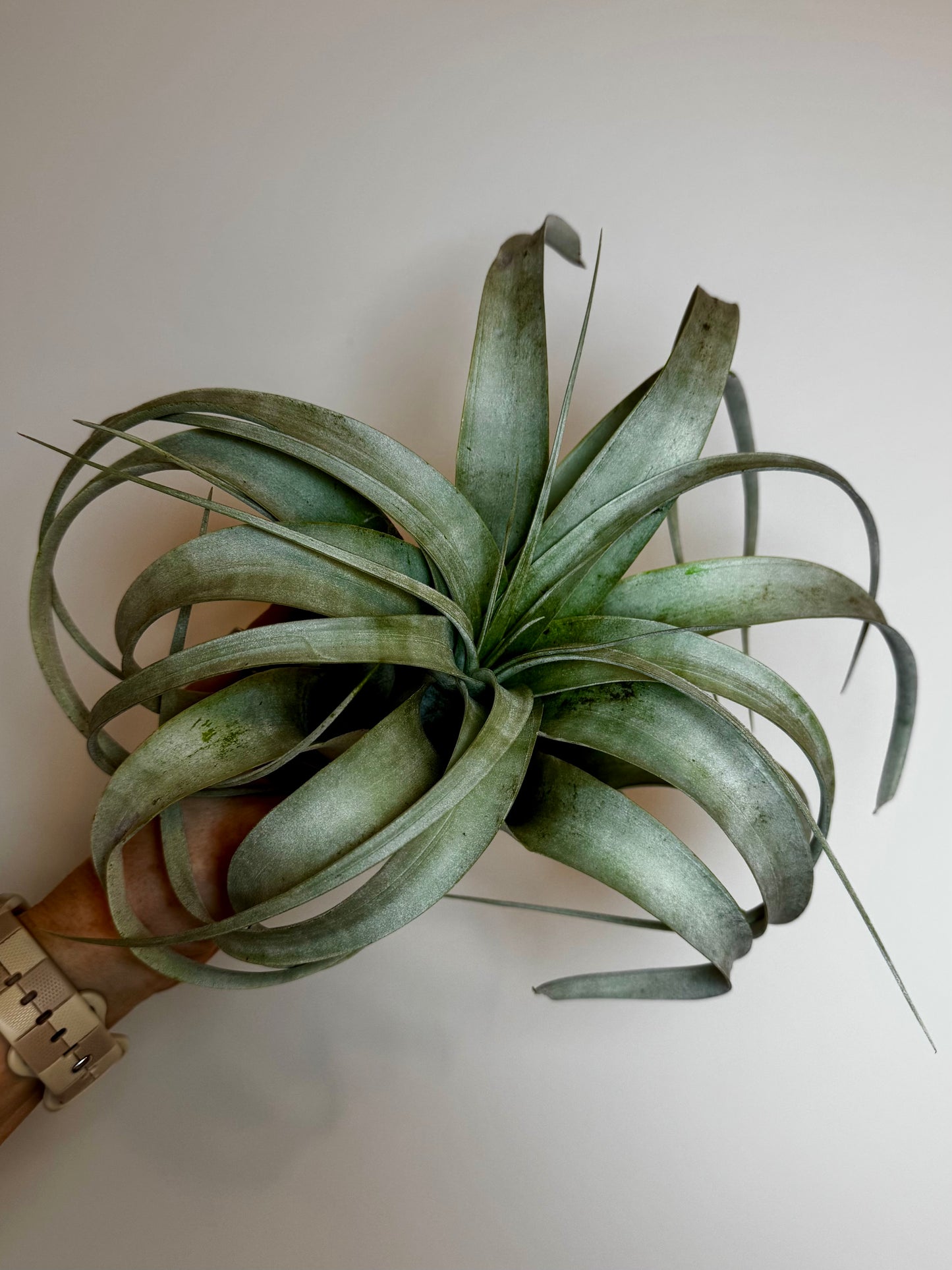 Tillandsia Xerographica (Large)