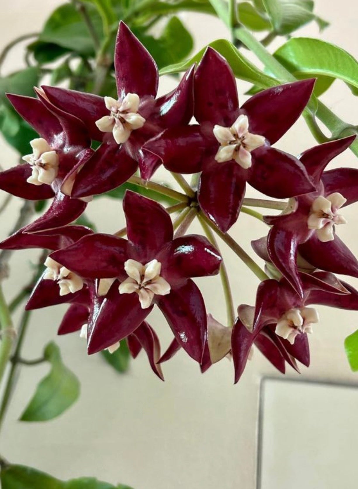 4" Hoya Imperialis (red flower)