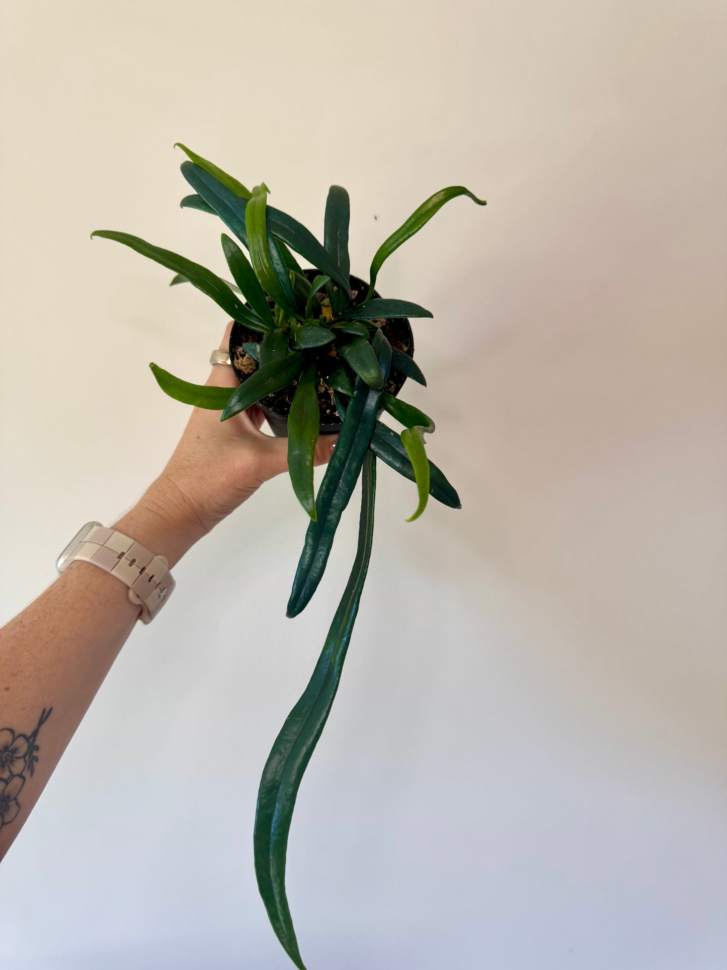3” Microsorum thailandicum 'Blue Oil Fern' | Pet safe houseplant