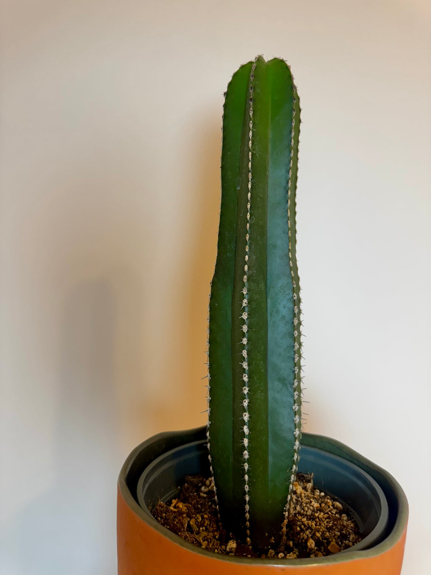 6" Mexican Fence Post Cactus