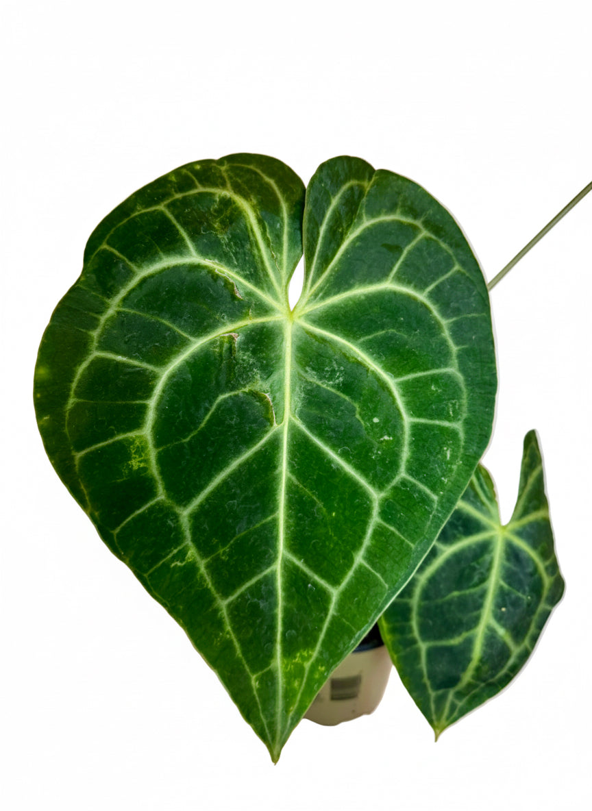 4.5" Anthurium Clarinervium