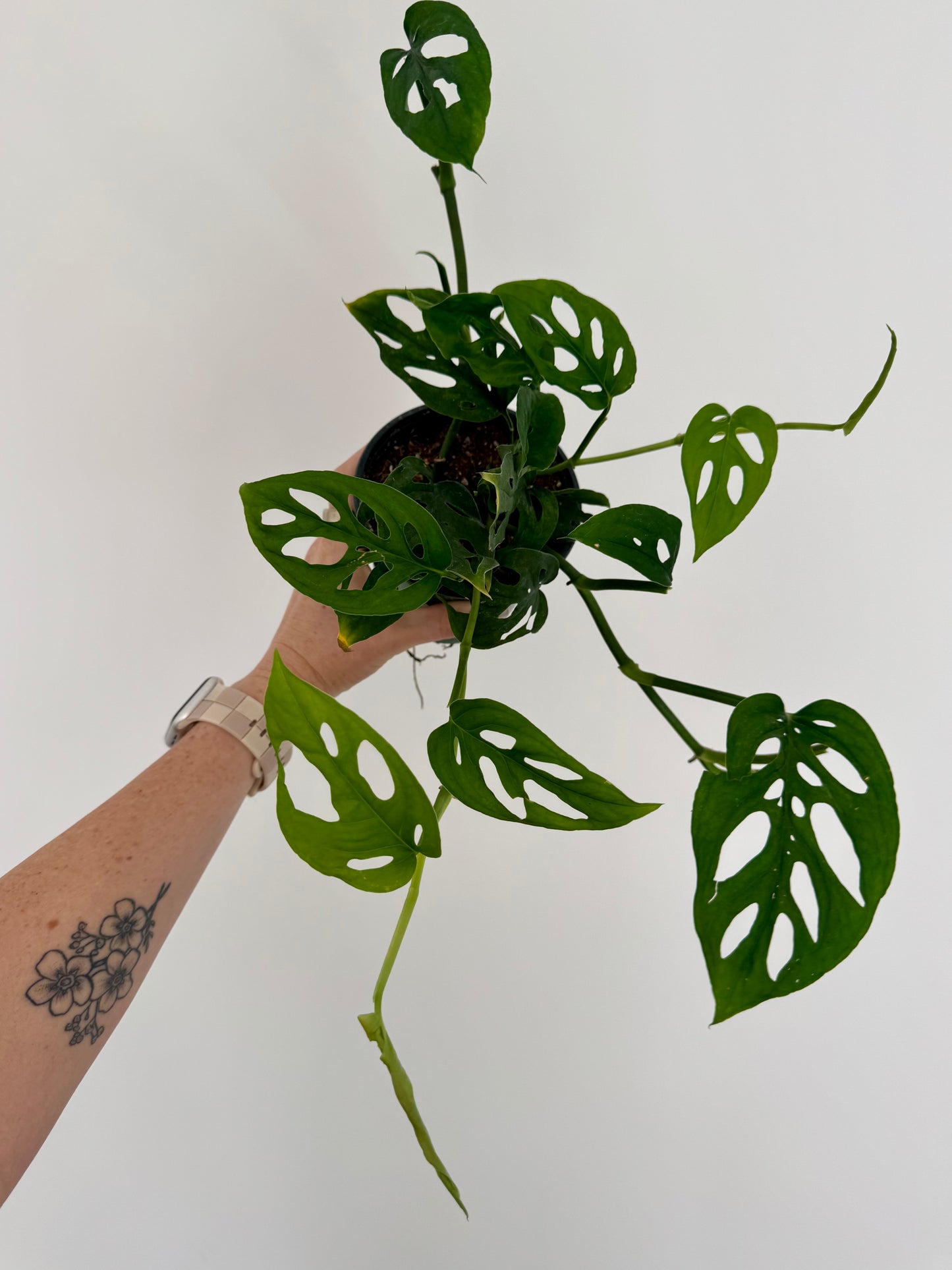 4" Monstera Esqueleto