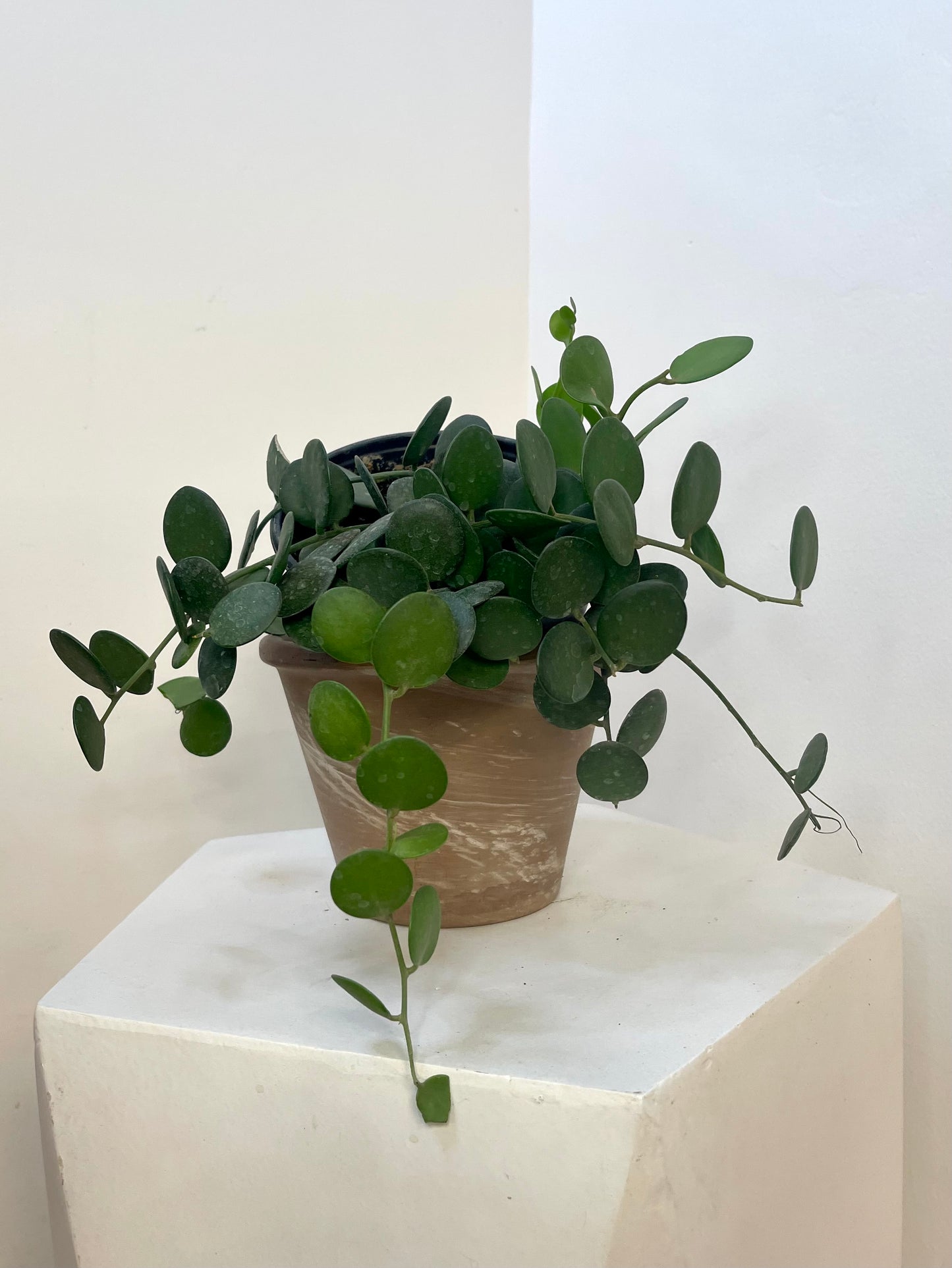 6" Silver Dollar Vine 'Xerosocyos Dangui"