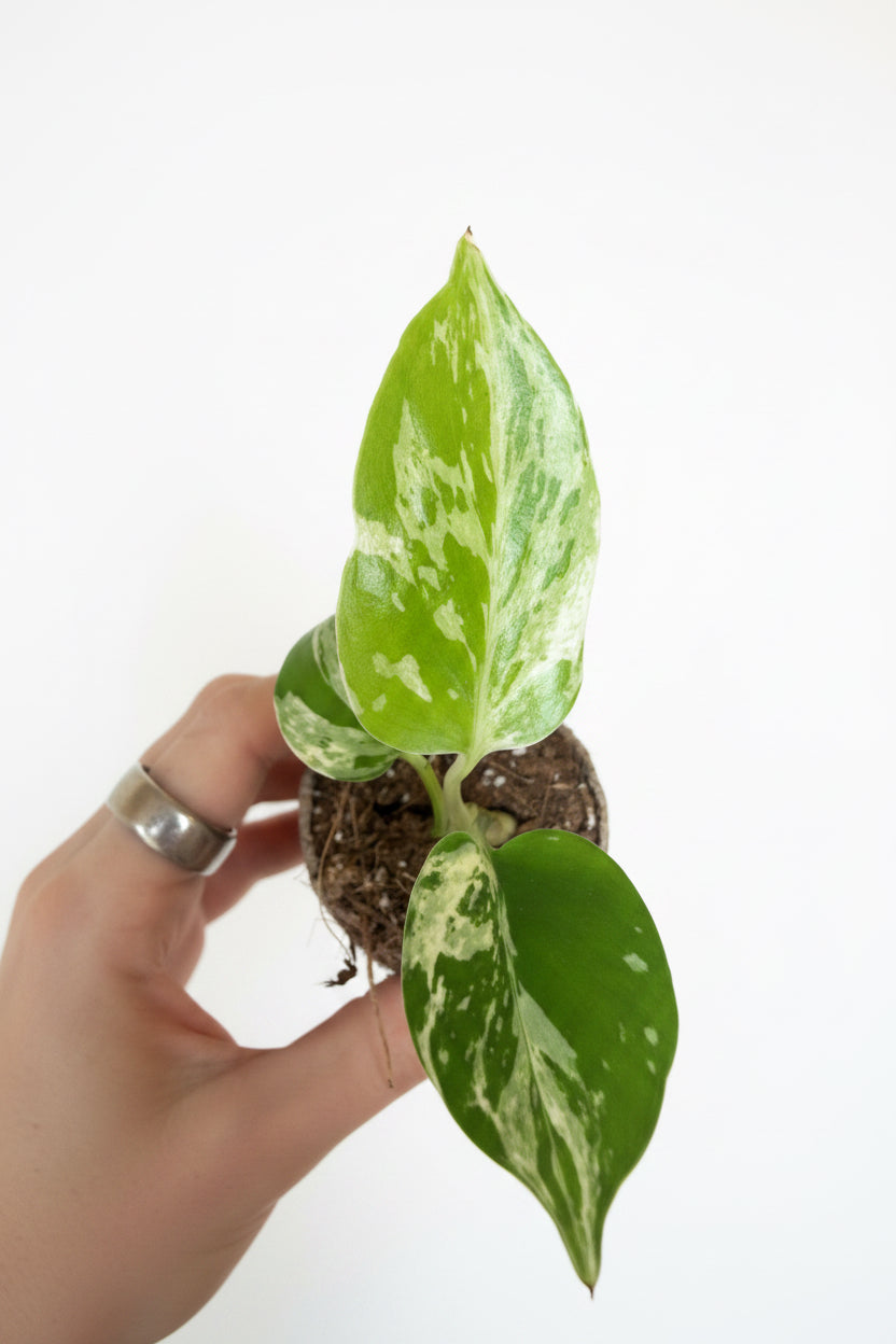 3” Monstera Bulbasaur