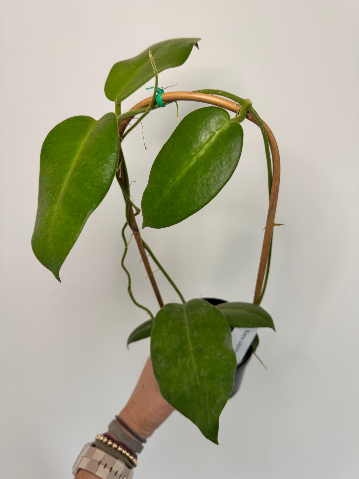 4" Hoya Calycina 'Stargazer' on Trellis