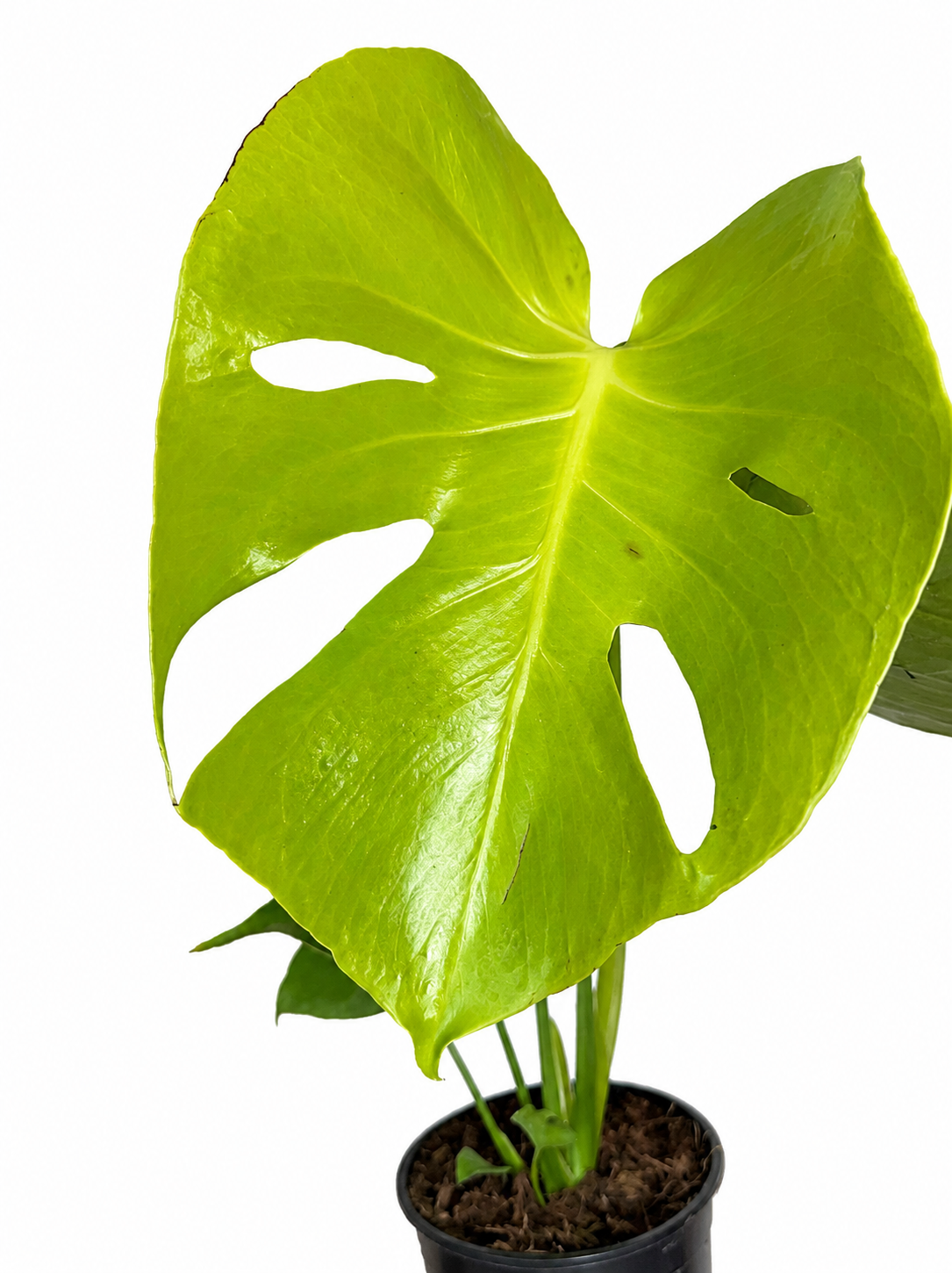 6” Monstera Deliciosa Lemon Lime