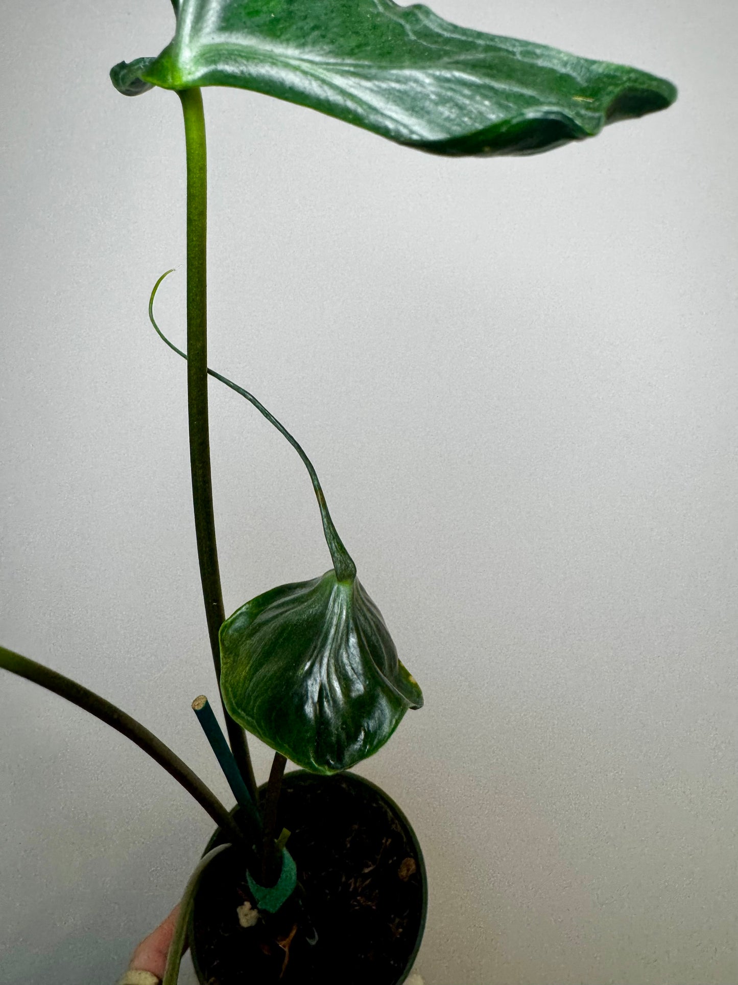 4" Alocasia 'Teletubbies'