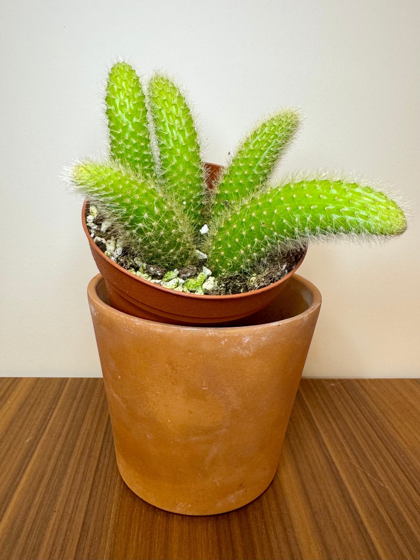 4” Monkey Tail Cactus