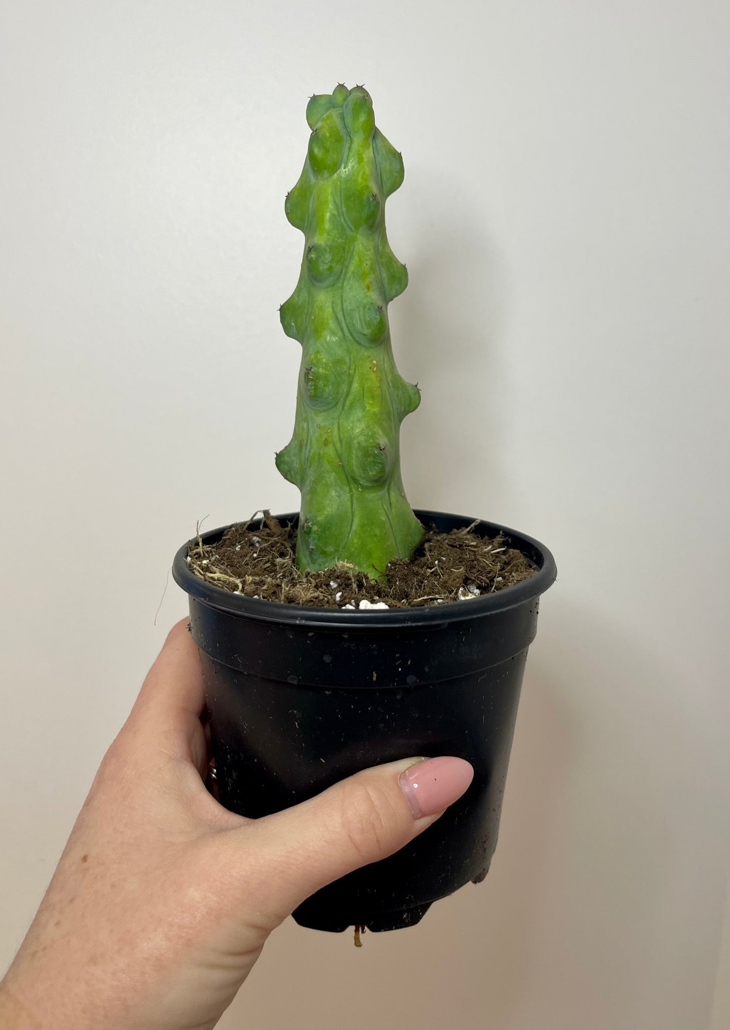 4" Boobie Cactus
