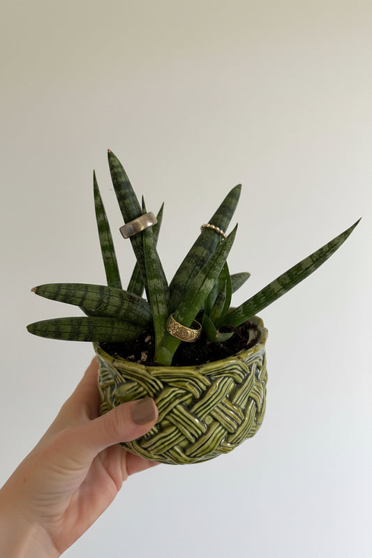 6" Sansevieria Boncel Starfish
