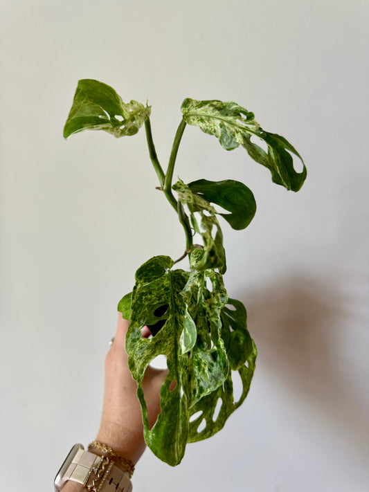 3" Monstera Adansonii Laniata Mint "Double Windows"