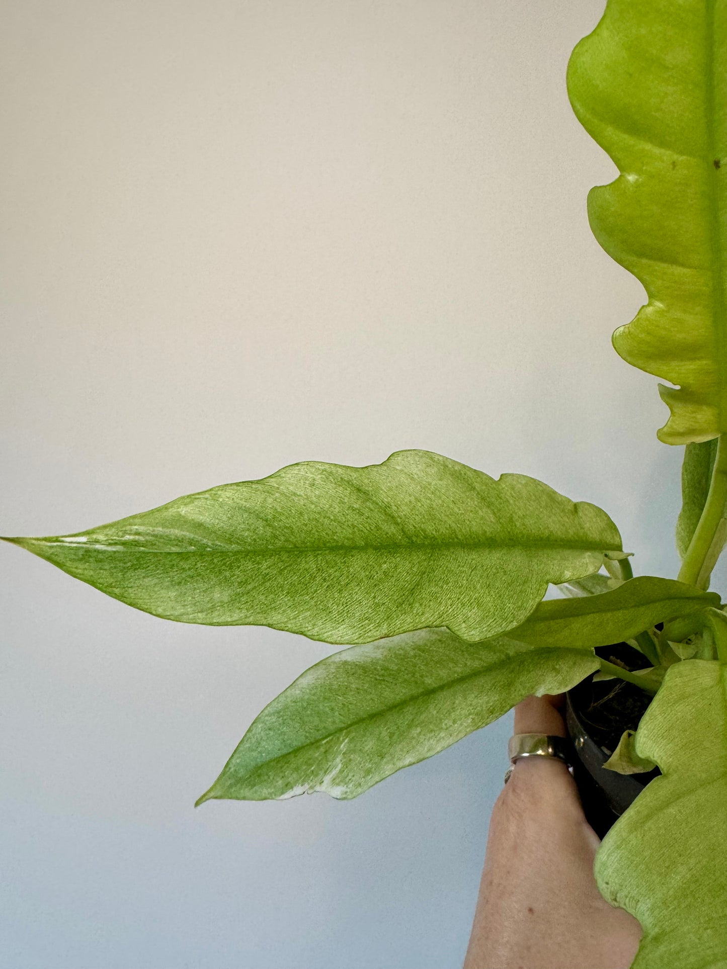 4” Philodendron 'Pluto' Mint Variegated