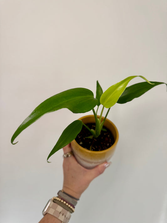 4" Monstera Burle Marx Flame