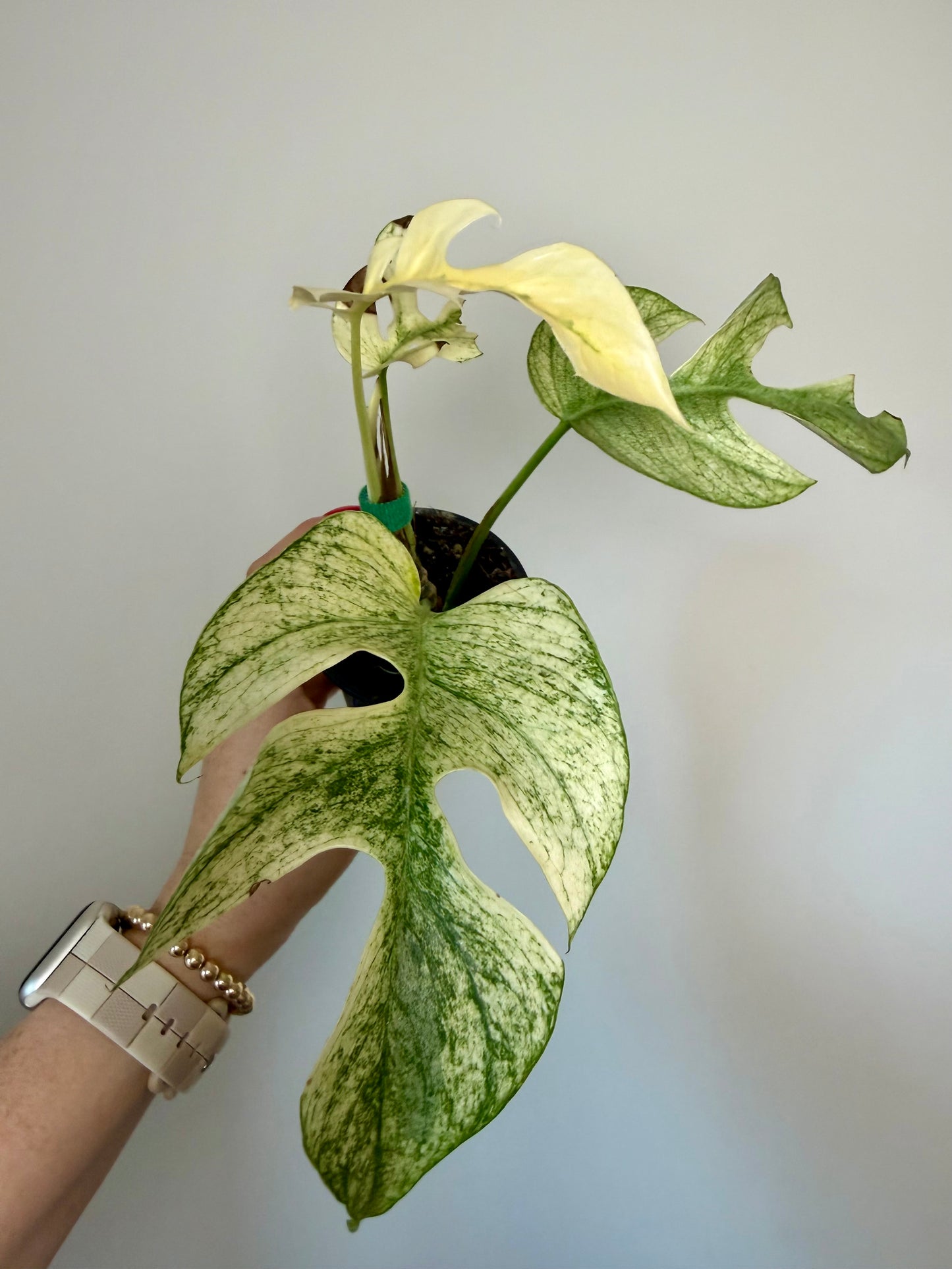 3” Rhaphidophora Tetrasperma 'Ginny White Monster'