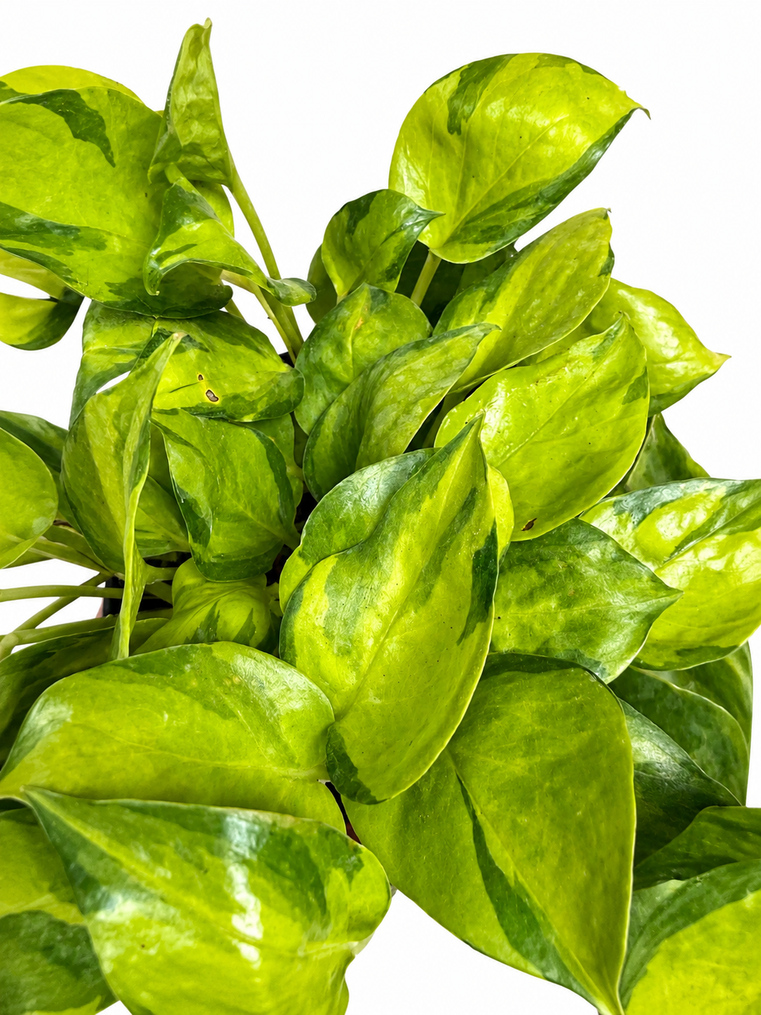 6" Neon Joy Pothos