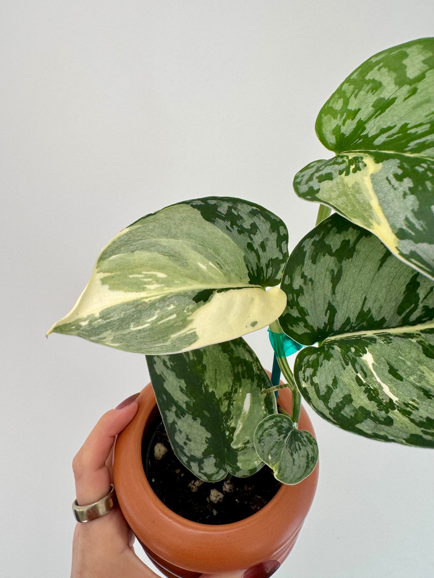 3” Scindapsus Mariposa