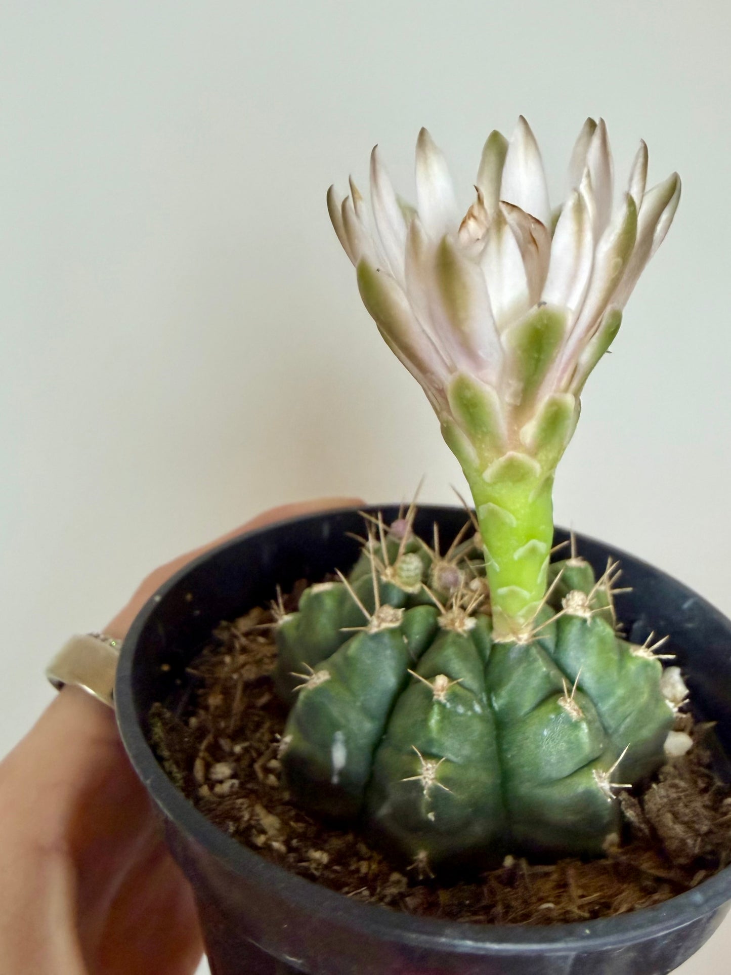 3" Gymnocalycium mihanovichii) 'Purple Moon Cactus'
