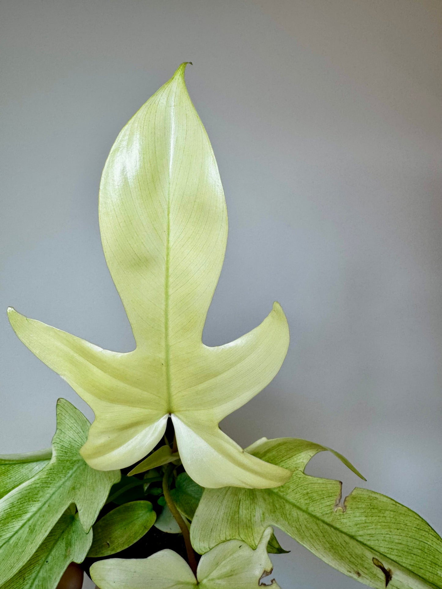4" Philodendron Florida Ghost