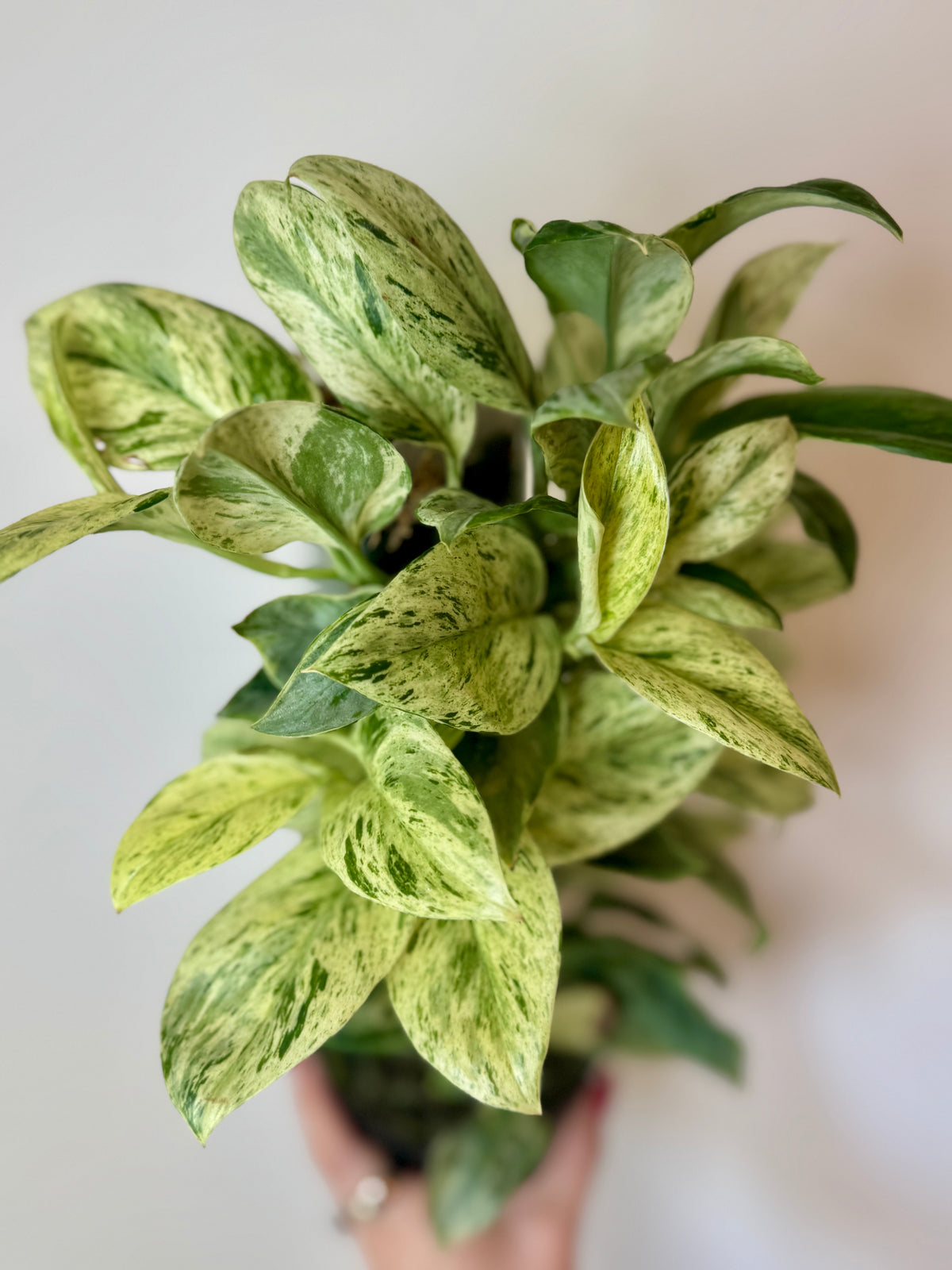 3” Scindapsus Treubii 'Moonlight' Marble