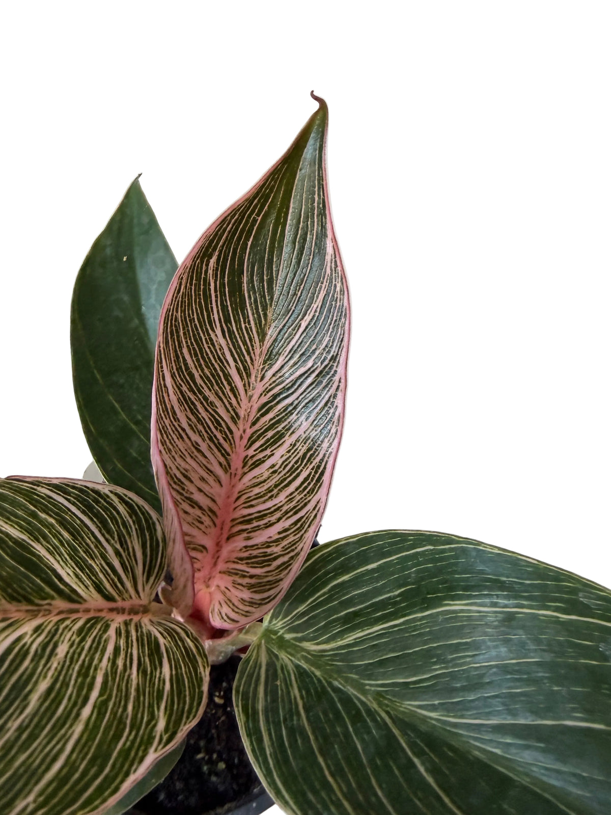 3” Philodendron Pink Birkin