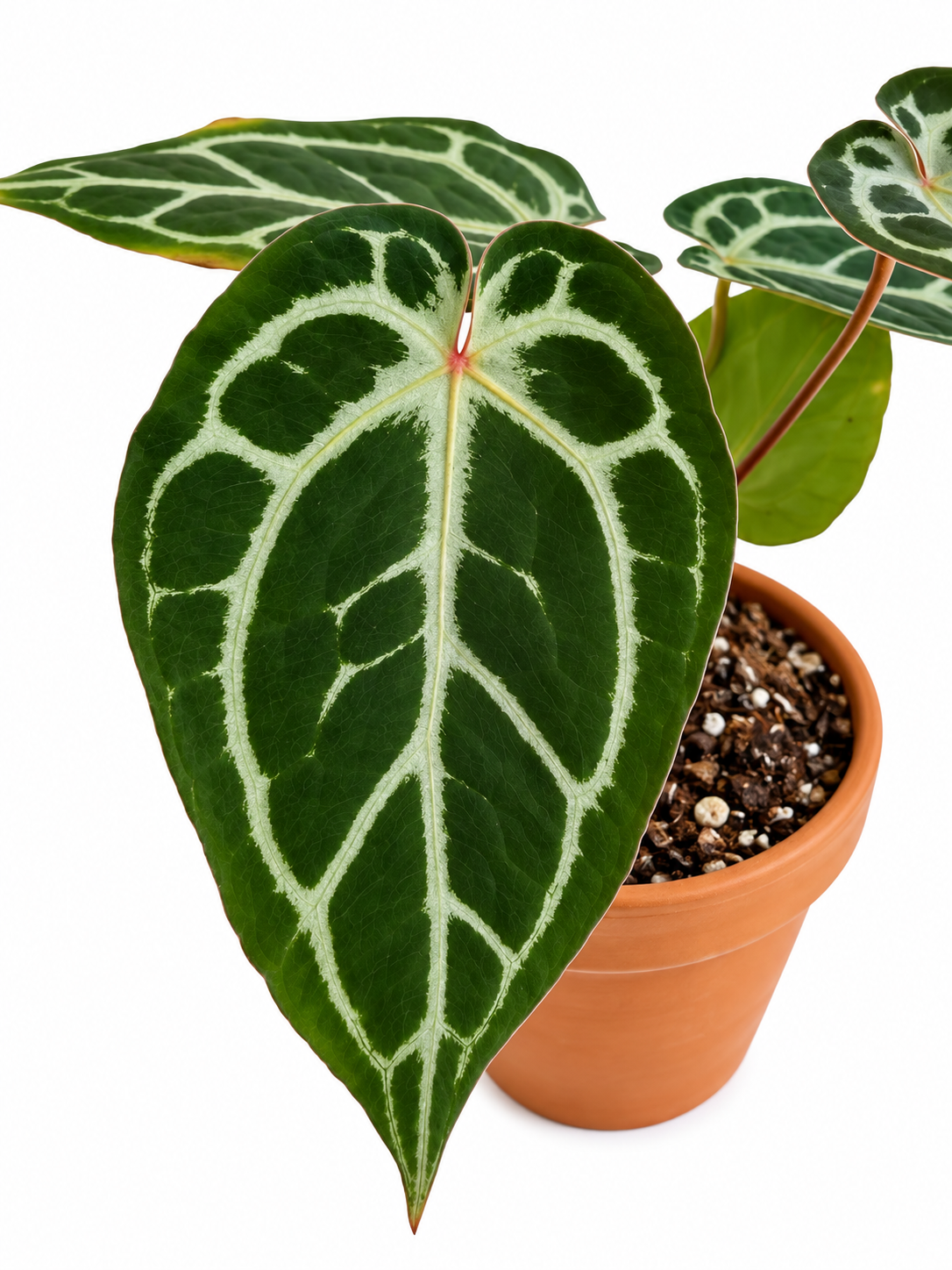5" Anthurium Red Crystallinum