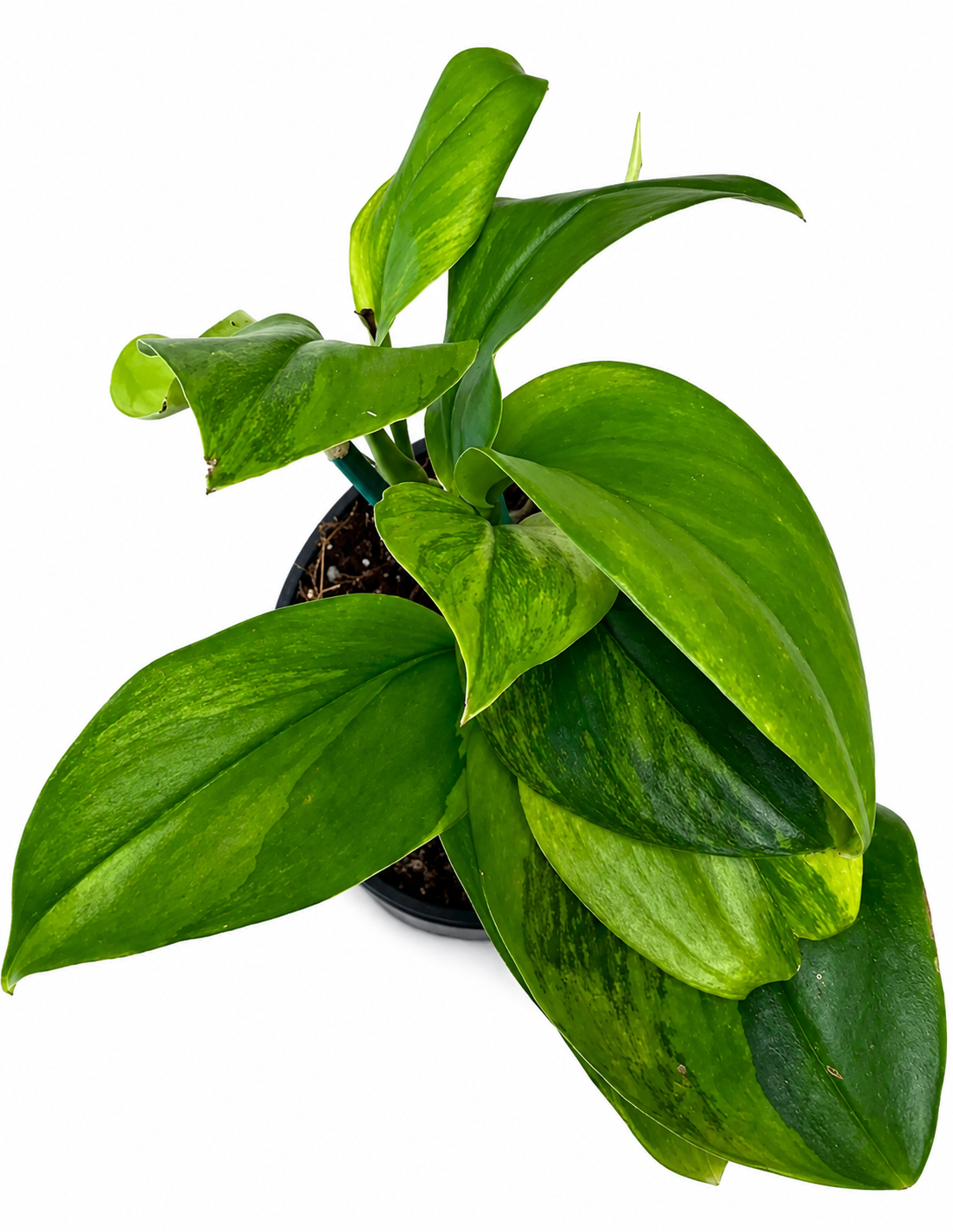4" Scindapsus Treubii 'Moonlight' Green on Green