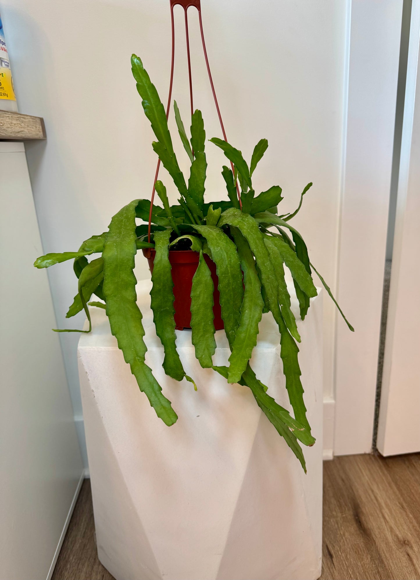 6" Epiphyllum Orchid Cactus Golden