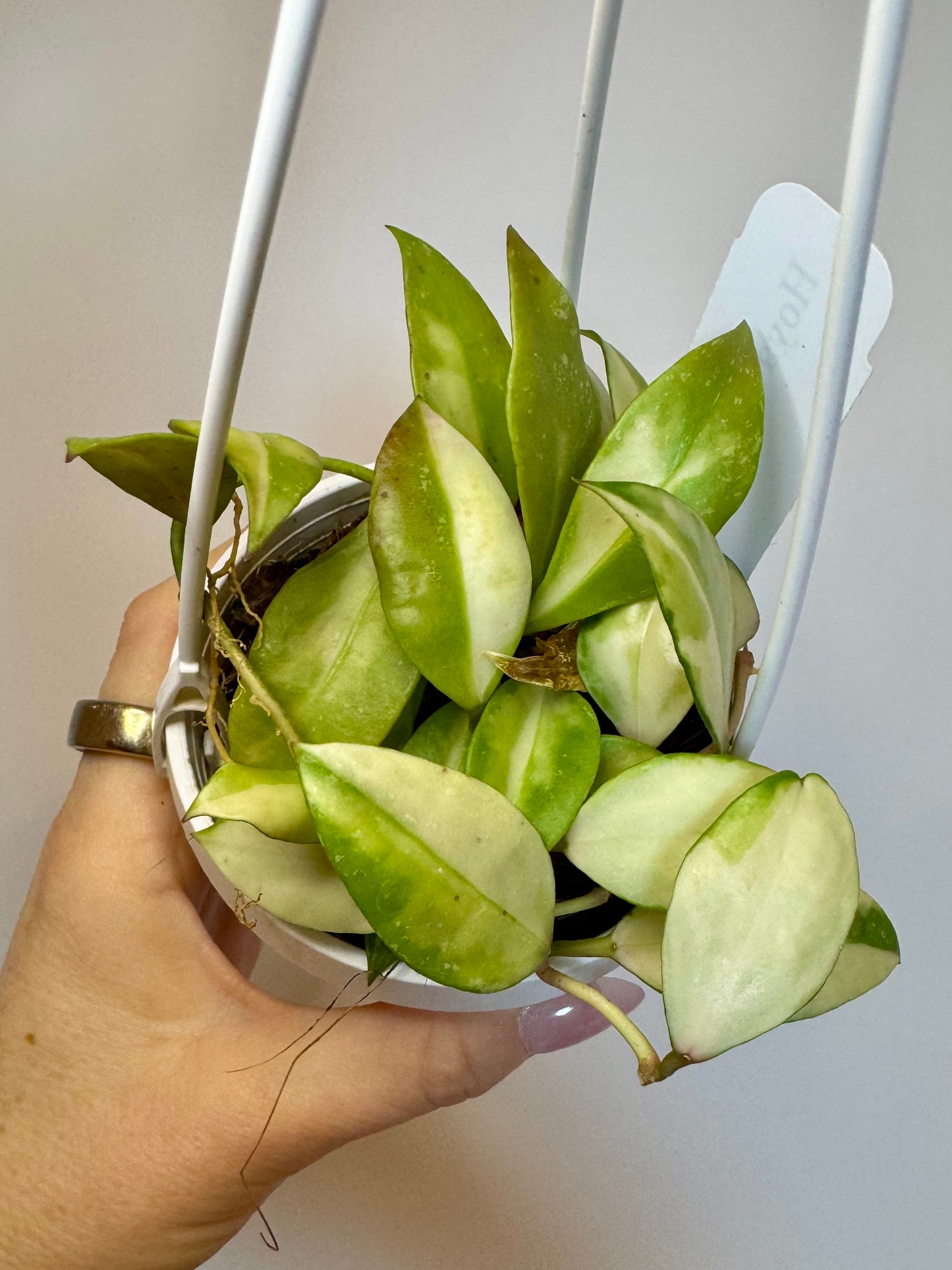 3” Hoya Walliniana Variegated